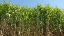champ de miscanthus