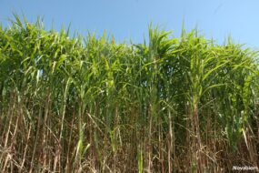 champ de miscanthus