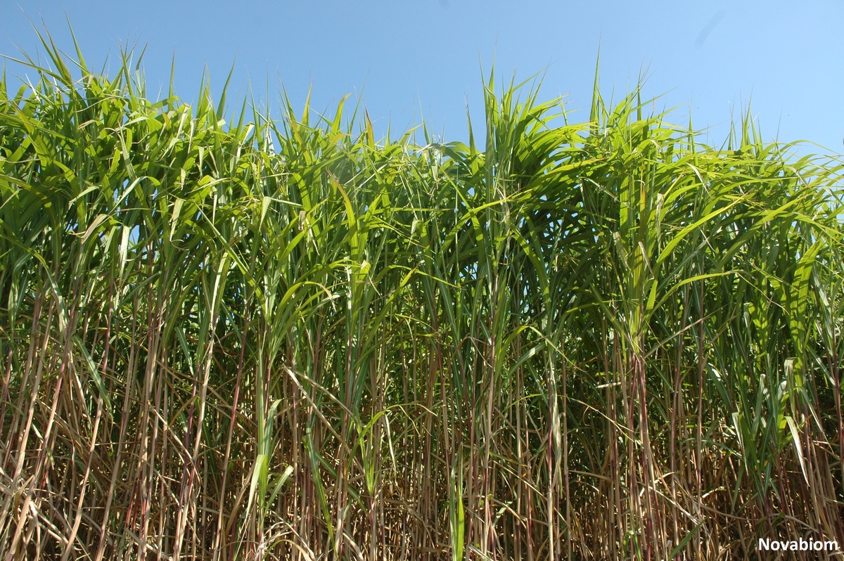 champ de miscanthus - Illustration Surfaces en croissance  pour le miscanthus