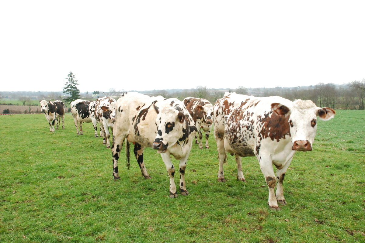 vaches normandes dans une prairie bretonne en hiver - Illustration Moins d’argent, plus d’arbitrages