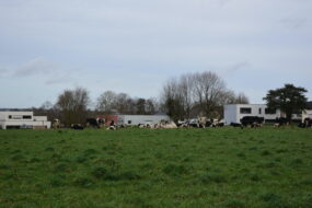 Des vaches au pâturage devant des maisons