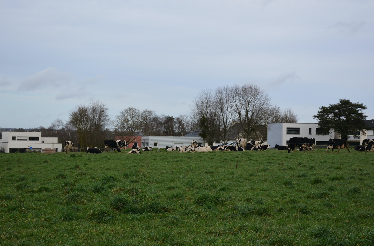 Des vaches au pâturage devant des maisons - Illustration Coopérer avec  les collectivités