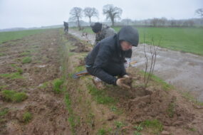 Des personnes plantent des arbres