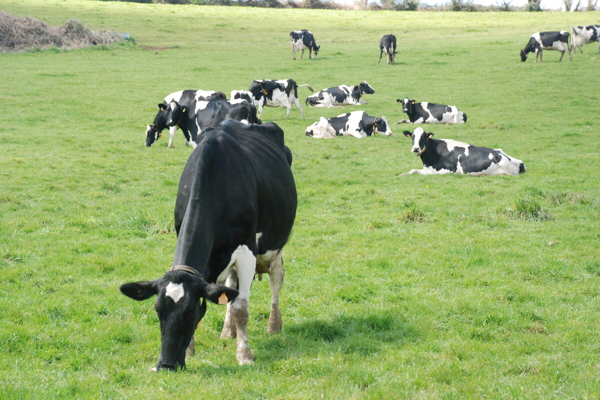 Des vaches au pâturage - Illustration Le plein d’animations  sur le stand Bretagne