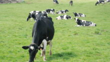 Des vaches au pâturage