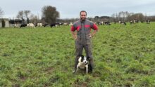 Un éleveur en combinaison de travail avec son chien de troupeau de race Border collie dans une prairie où pâture un troupeau de vaches de race Holstein au second plan