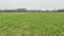 parcelle de blé