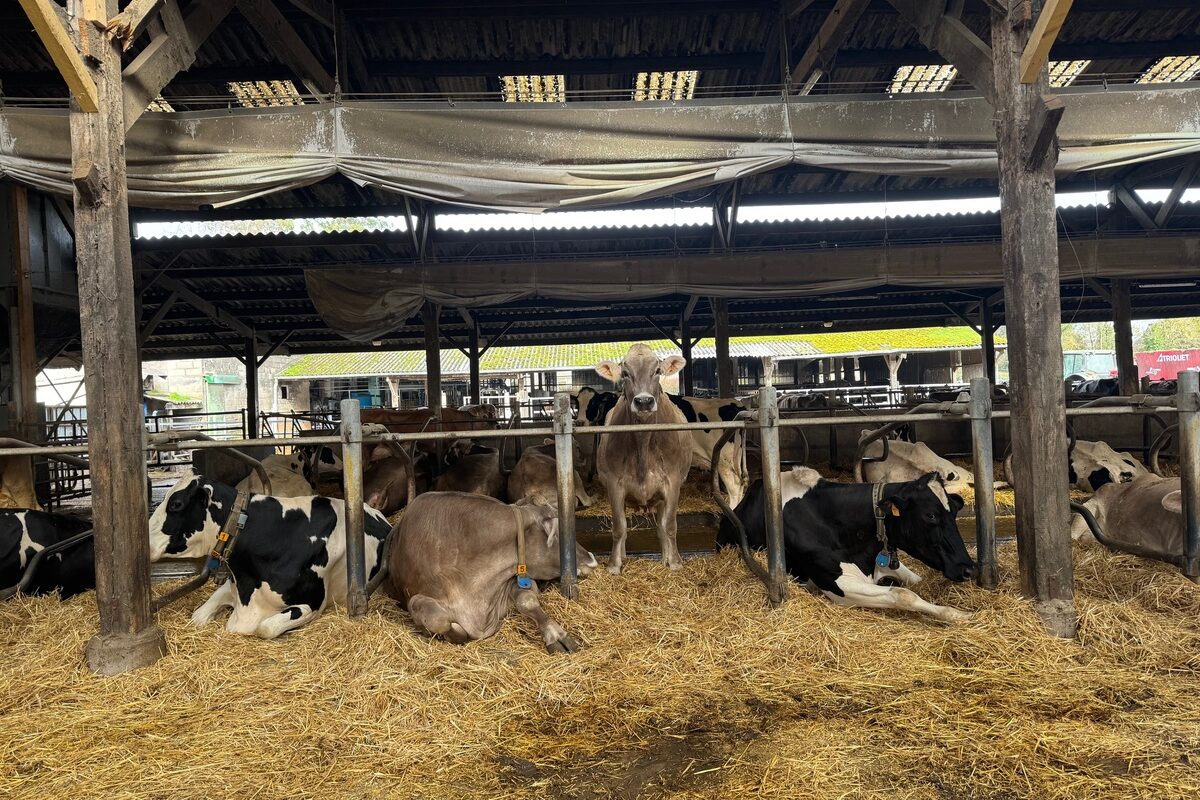 Des vaches de races Brune et Holstein dans des logettes bien paillées.  - Illustration Produire un lait riche et rentable 