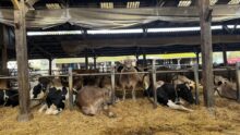 Des vaches de races Brune et Holstein dans des logettes bien paillées.