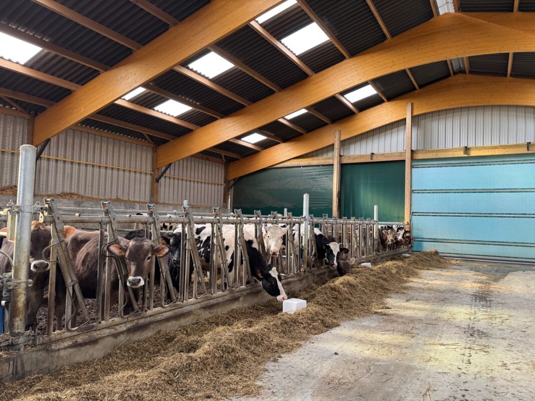 Toutes les génisses sont élevées pour alimenter le commerce de vaches en lait. 
