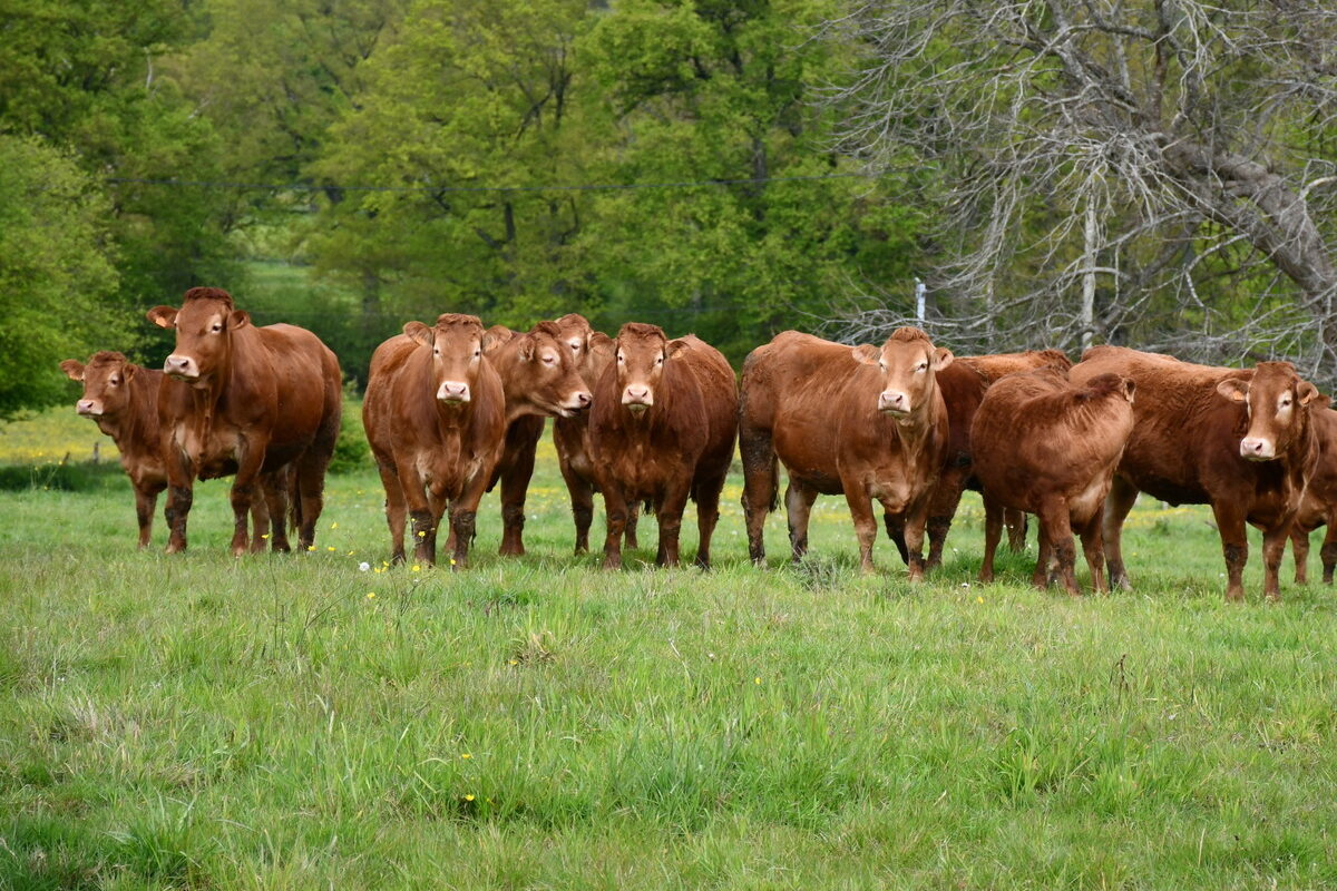 Des bovins limousins en prairie - Illustration Comment pérenniser les circuits courts ?