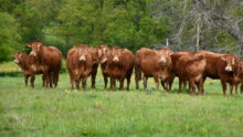 Des bovins limousins en prairie