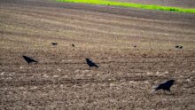 Des corbeaux en train de manger sur une parcelle agricole fraichement semée