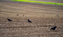 Des corbeaux en train de manger sur une parcelle agricole fraichement semée