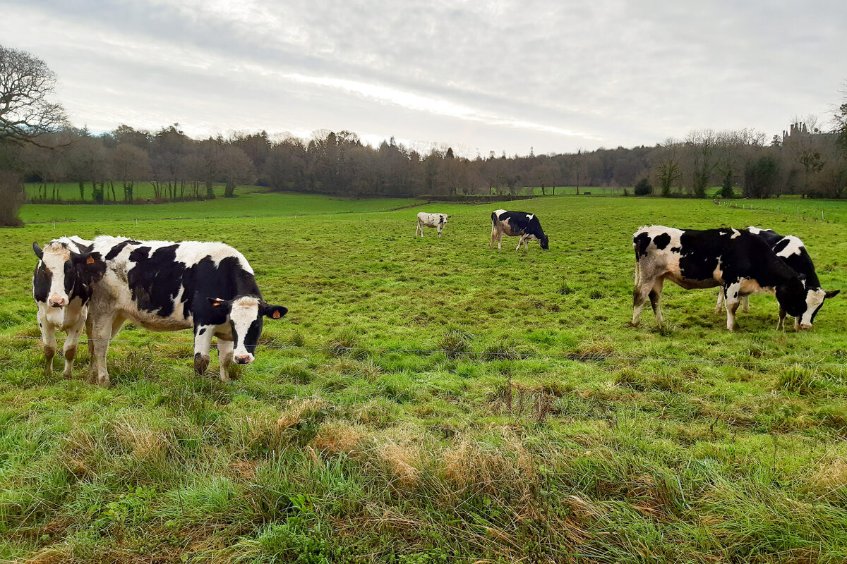 Des génisses de race Prim'Holstein au pâturage dans une prairie en hiver - Illustration Progresser sur l’élevage des génisses