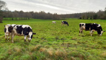Des génisses de race Prim'Holstein au pâturage dans une prairie en hiver