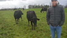 Un homme dans une pâture avec des vaches