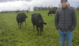 Un homme dans une pâture avec des vaches