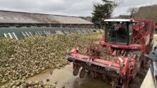 Une arracheuse à betteraves au repos dans un silo de stockage.
