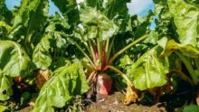 Une betterave fourragère dans un champ