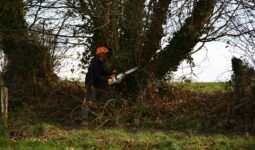 Un homme qui coupe un arbre dans une haie avec une tronçonneuse