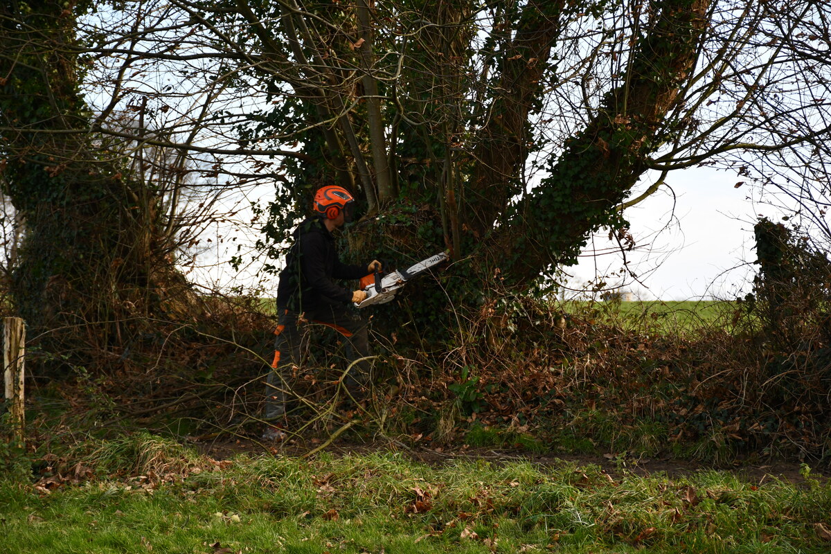 Un homme qui coupe un arbre dans une haie avec une tronçonneuse - Illustration Une démonstration sur la gestion des haies