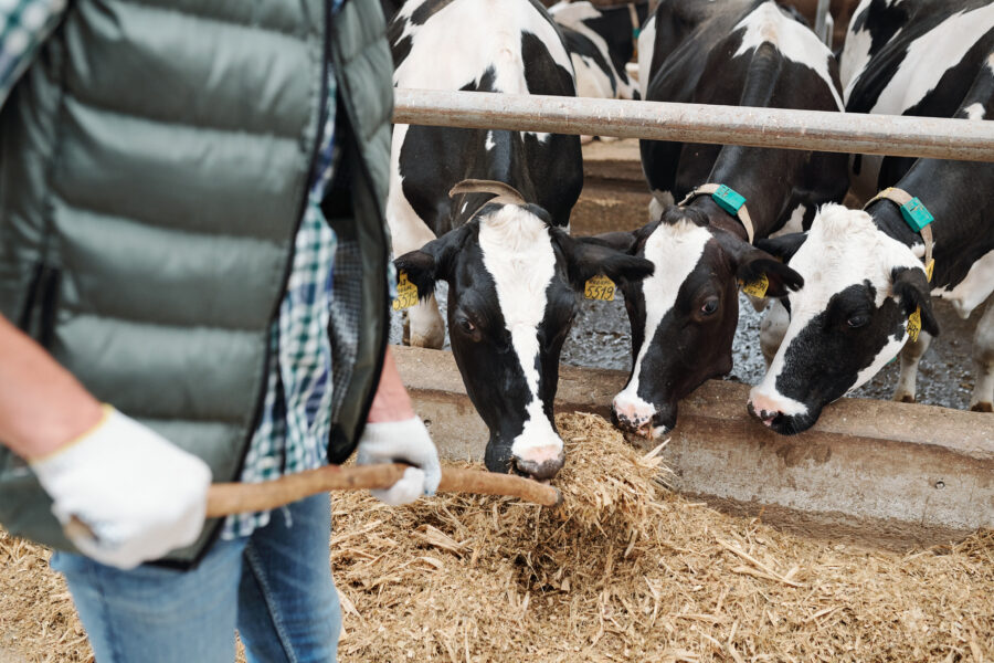 small group of black and white dairy cows eating fresh hay from hayfork
