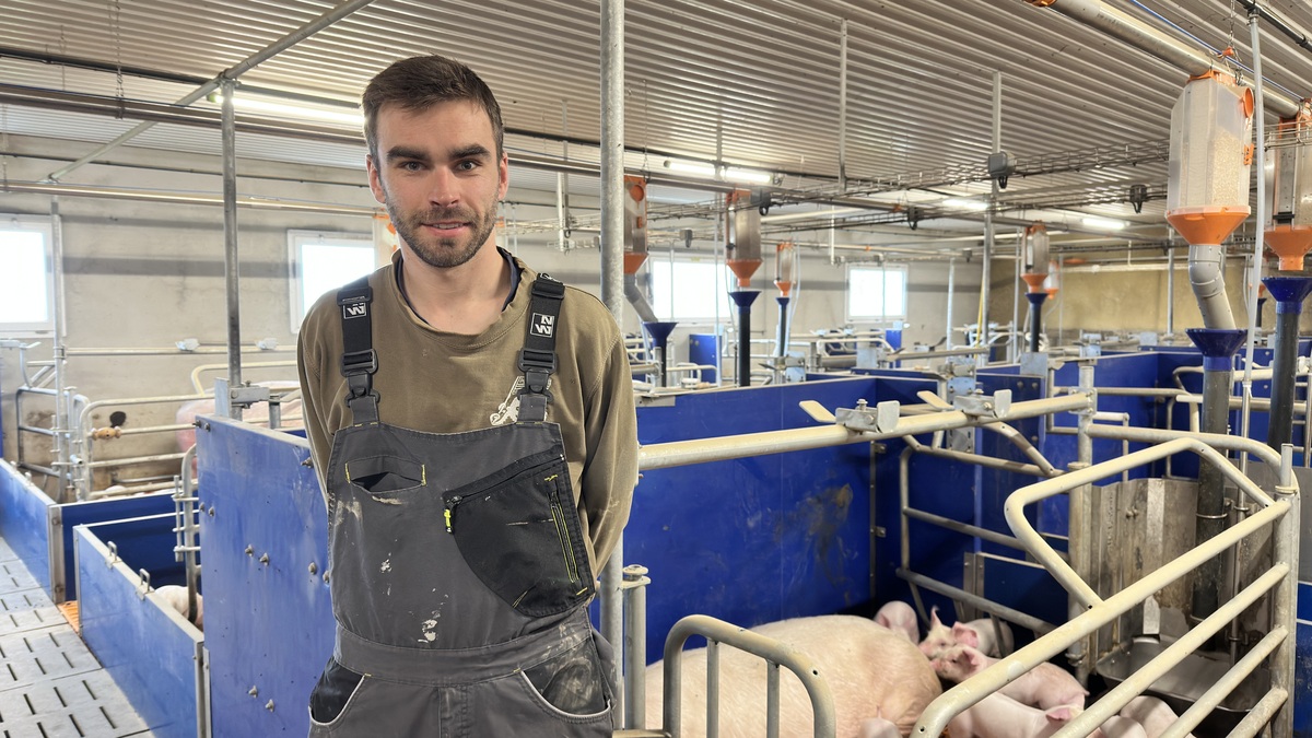 éleveur dans une maternité d'élevage de porcs - Illustration Le GMQ augmente de 158 g en engraissement
