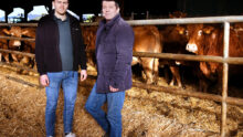 Deux hommes devant un parc avec des vaches dans un bâtiment d'élevage