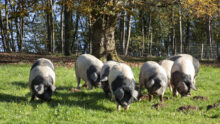 porcs culs noirs dans un champ