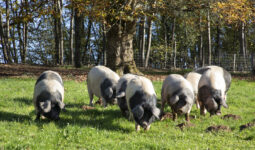 porcs culs noirs dans un champ