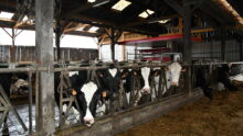 Des vaches au cornadis dans un bâtiment