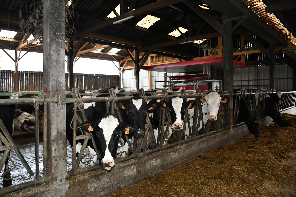 Des vaches au cornadis dans un bâtiment - Illustration Des bâtiments existants réaménagés