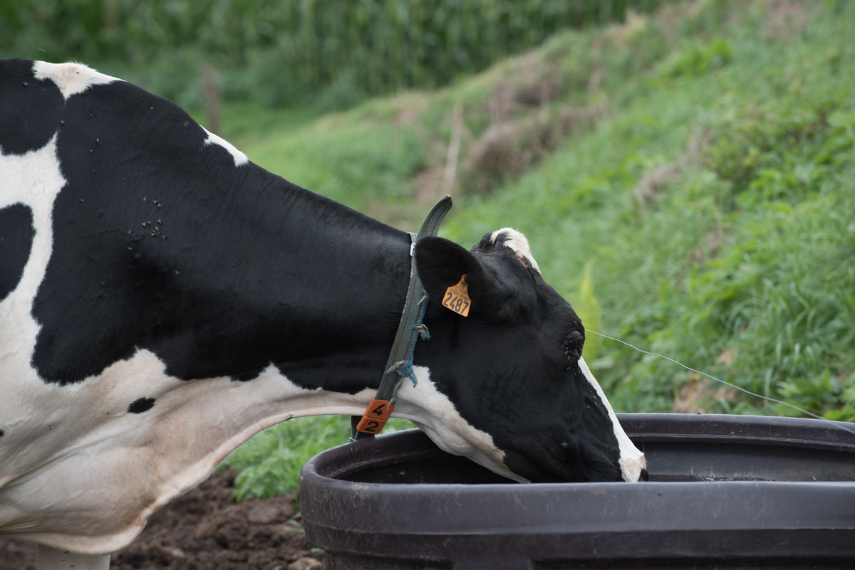 Une vache de race Holstein portant un collier est en train de boire dans un bac à eau en plastique - Illustration Saint-Brieuc Agglo soutient l’achat de matériel d’abreuvement