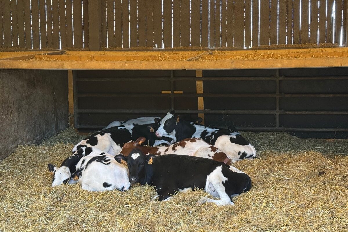 Des génisses de race Prim'Holstein sur une litière de paille propre - Illustration Une bonne génisse se construit de 0 à 6 mois