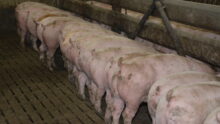 porcs charcutiers à l'auge