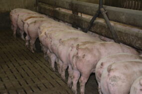 porcs charcutiers à l'auge