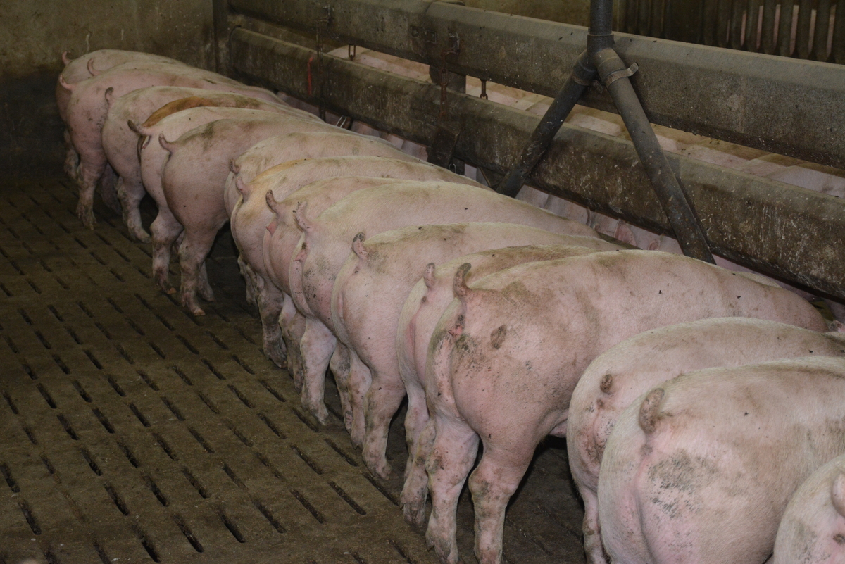 porcs charcutiers à l'auge - Illustration Adapter la ration au profil de lignée mâle