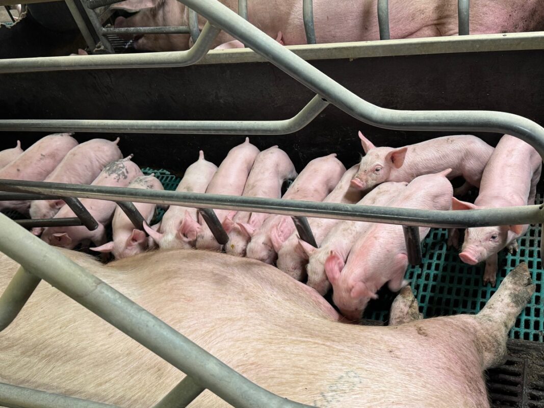 Dans une salle de maternité en élevage porcin, des porcelets têtent une truie. 