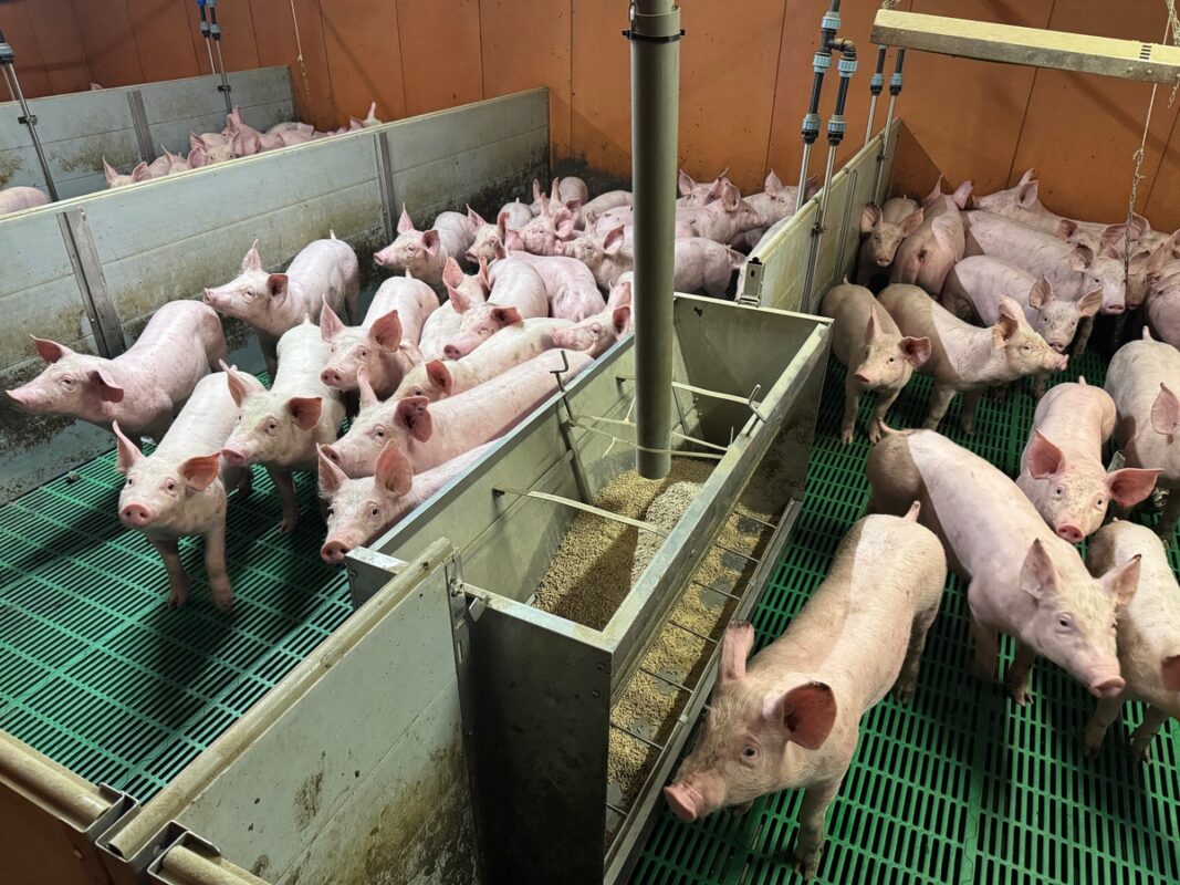 Une salle de post-sevrage au Gaec de Carphi. 