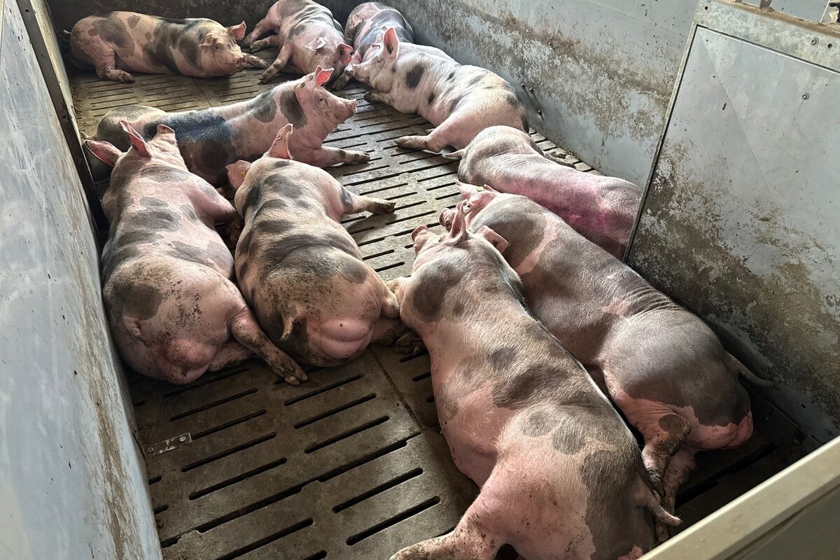 Des verrats de race Piétrain dans une case d'engraissement en élevage de sélection - Illustration « Le Piétrain est un cochon fait pour l’éleveur »