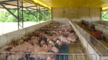 Élevage de porcs au Brésil