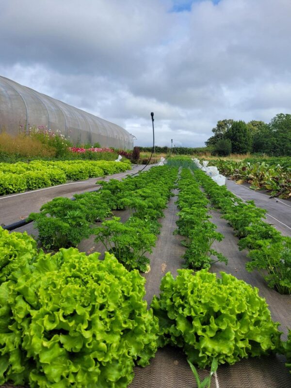 Un rang de salade 