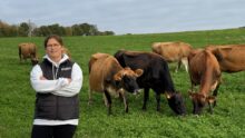 Une éleveuse accompagne de vaches de race Jersiaise au pâturage