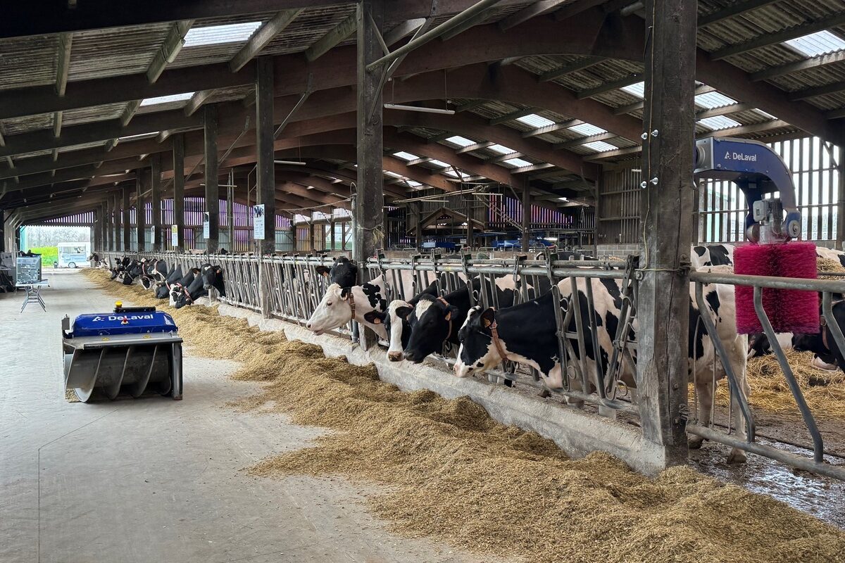 Un robot repousse-fourrage passe sur la table d'alimentation de vaches de race Holstein au cornadis - Illustration Le troupeau a bien adopté les robots
