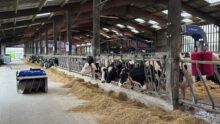 Un robot repousse-fourrage passe sur la table d'alimentation de vaches de race Holstein au cornadis
