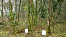 Des bidons au pied des bouleaux dans la forêt pour récolter la sève