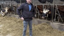 Un homme devant des vaches au cornadis