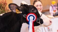 La tête d'une vache avec un flot de concours accroché au licil et une jeune femme souriante qui la regarde