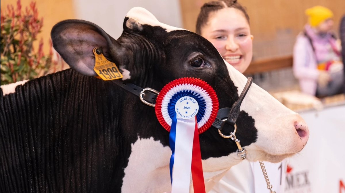 La tête d'une vache avec un flot de concours accroché au licil et une jeune femme souriante qui la regarde - Illustration Agri Deiz 2026 : Brest s’apprête à célébrer le monde agricole finistérien